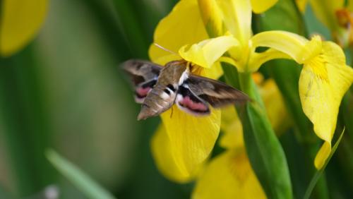 Hyles euphorbiae